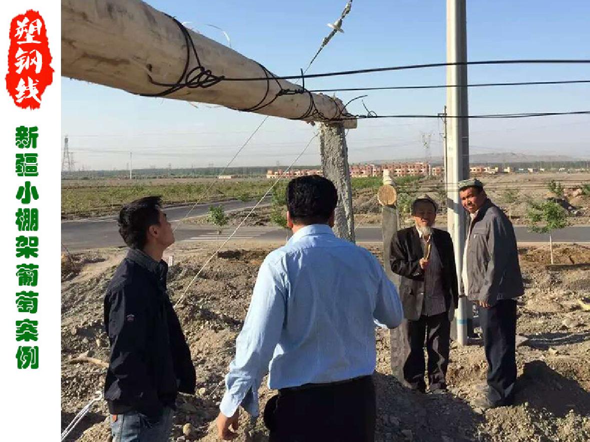 新疆吐魯番地區小棚架葡萄園改造工程